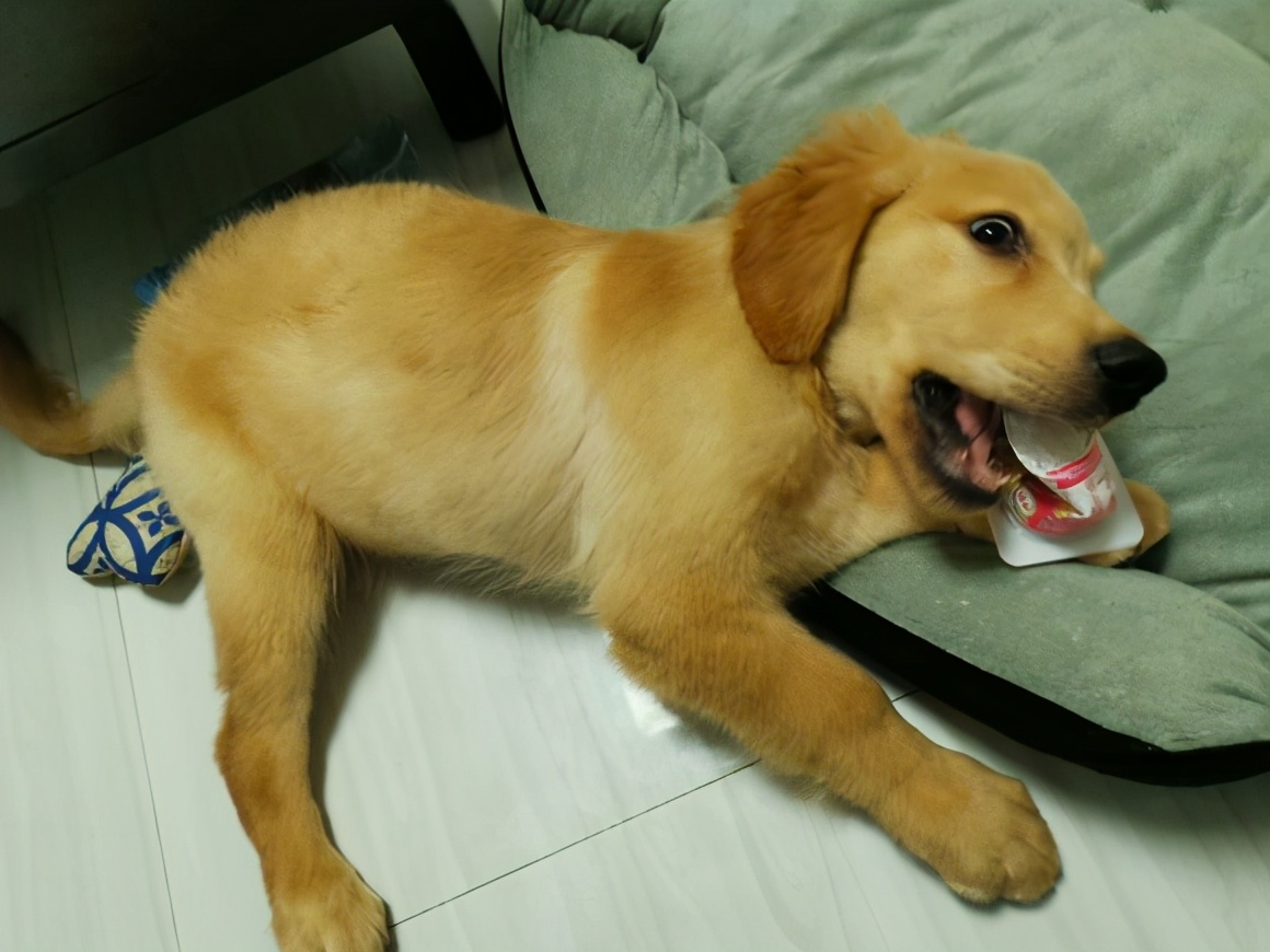 枫叶红的金毛犬的缺点,金毛犬的优点和缺点