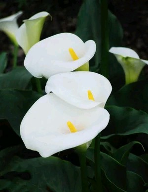 马蹄莲要醒花吗,马蹄莲一年开一次花