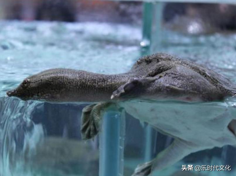 温室甲鱼的养殖方法与技术,为什么养甲鱼不养乌龟