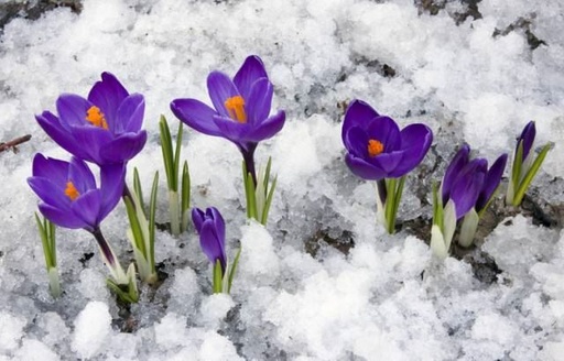 世界十大罕见花卉,世界名贵花卉高清大图
