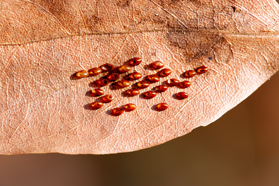 几十年前长虱子为啥现在没有了,为什么以前人长虱子现在没有虱子