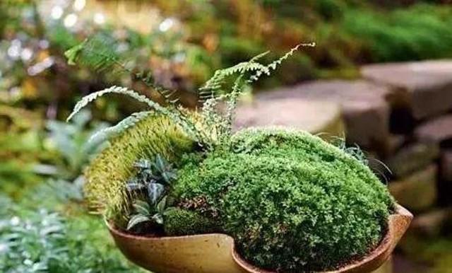 小苔藓最佳治疗方法,小型苔藓微景观怎么养