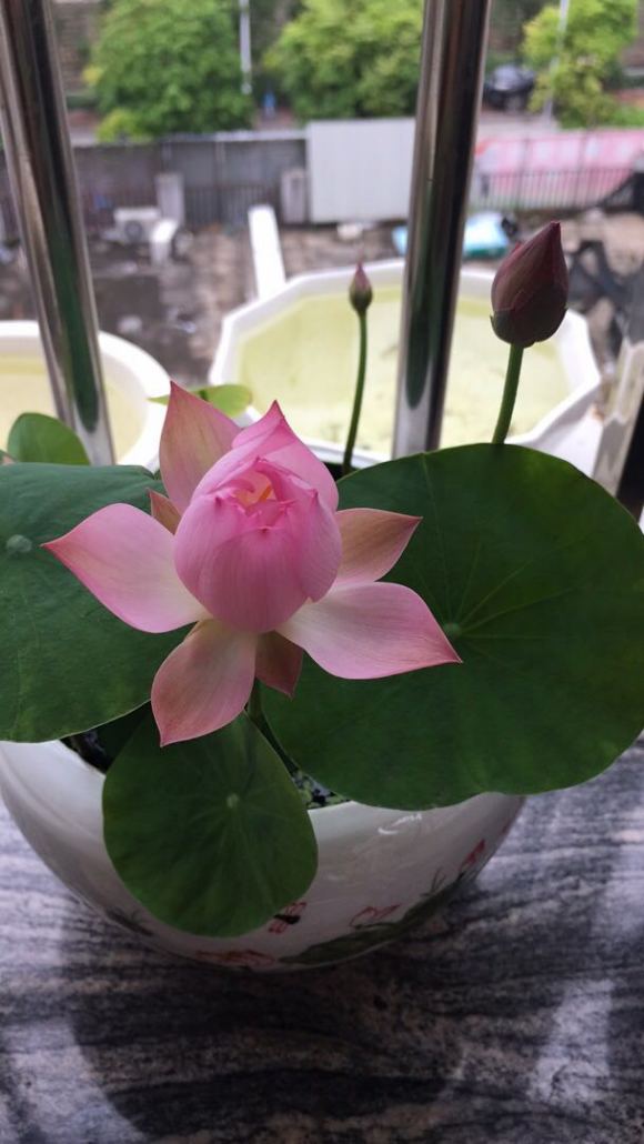 种碗莲到开花全过程,碗莲第二年如何种开花