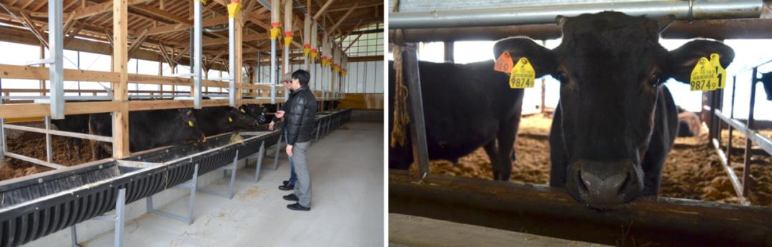 日本和牛三大名牛,日本和牛最出名