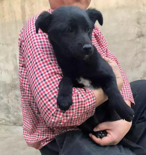 给它们一个家|线上宠物领养日,201903101