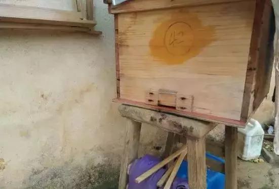 新蜜蜂在巢门结团是什么原因,蜜蜂在巢门结团多久出现分蜂