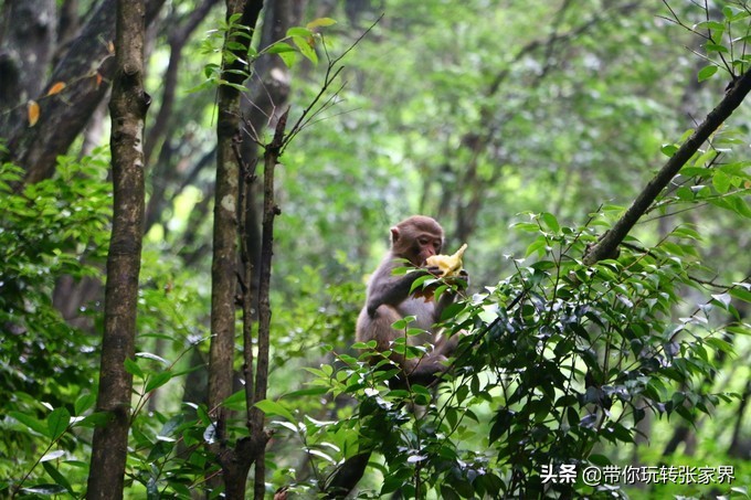 到张家界天门山自助游价格多少钱,武汉到张家界天门山三日游