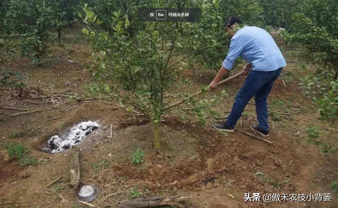 如何区分尿素氯化铵和硫酸铵,如何区分硝酸铵硫酸铵和尿素