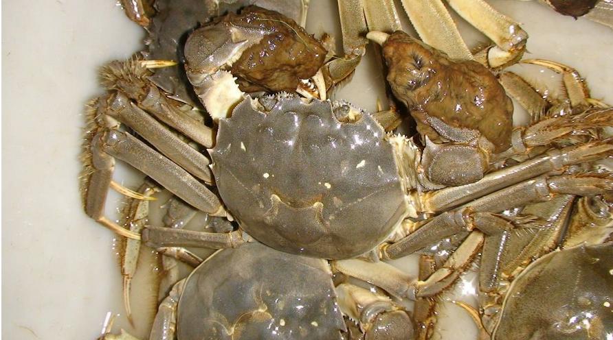 中秋节大闸蟹价格会好吗,为什么中秋时节的大闸蟹最好