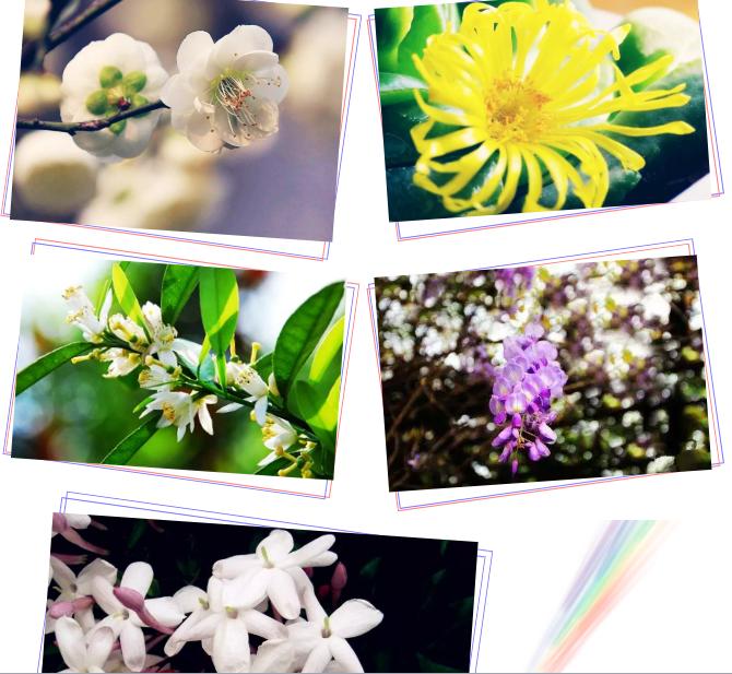 中草药各种花科普,花类的中草药有哪些