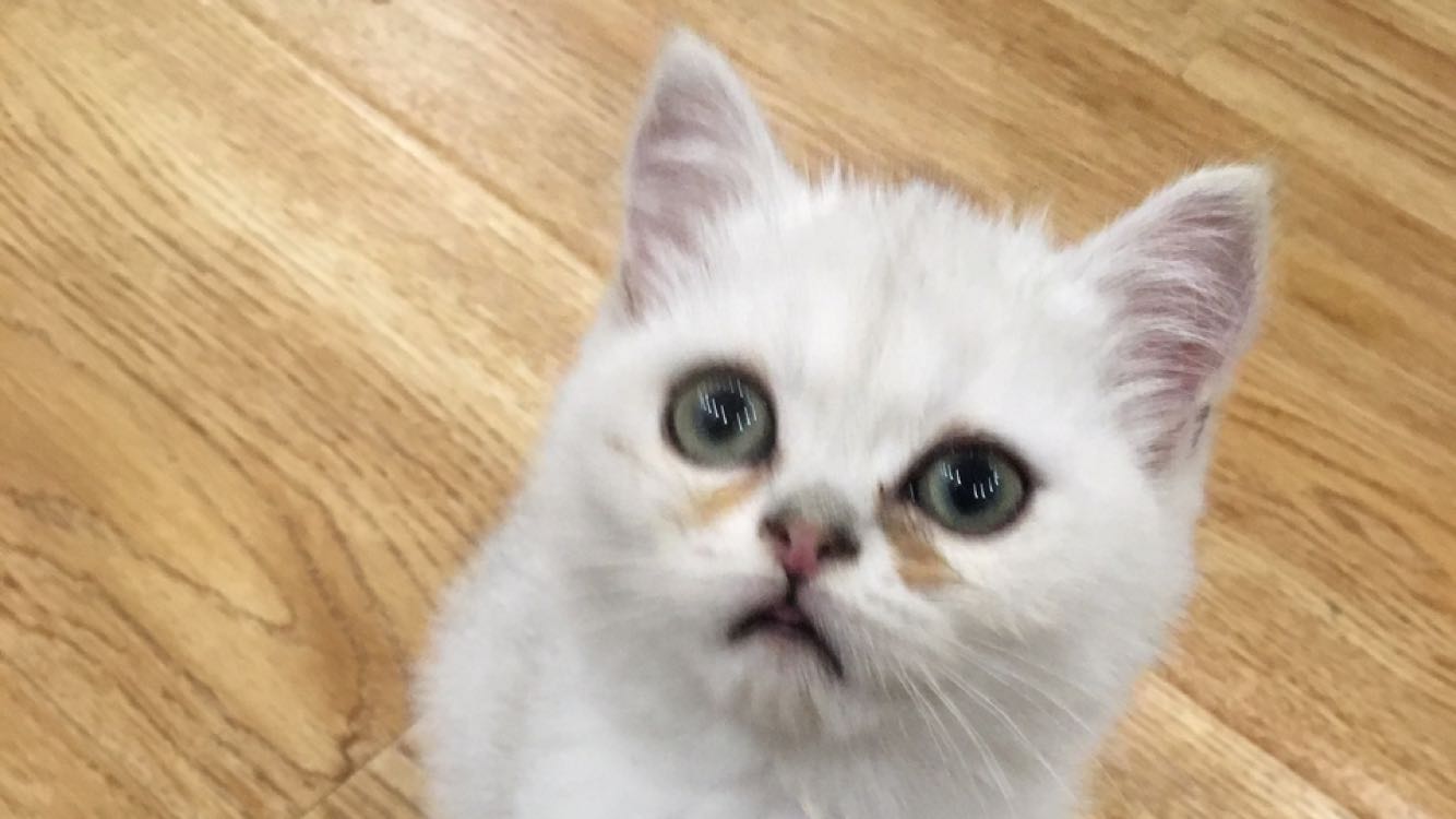 猫咪泪痕如何清洗美容,如何用妙招去除宠物泪痕