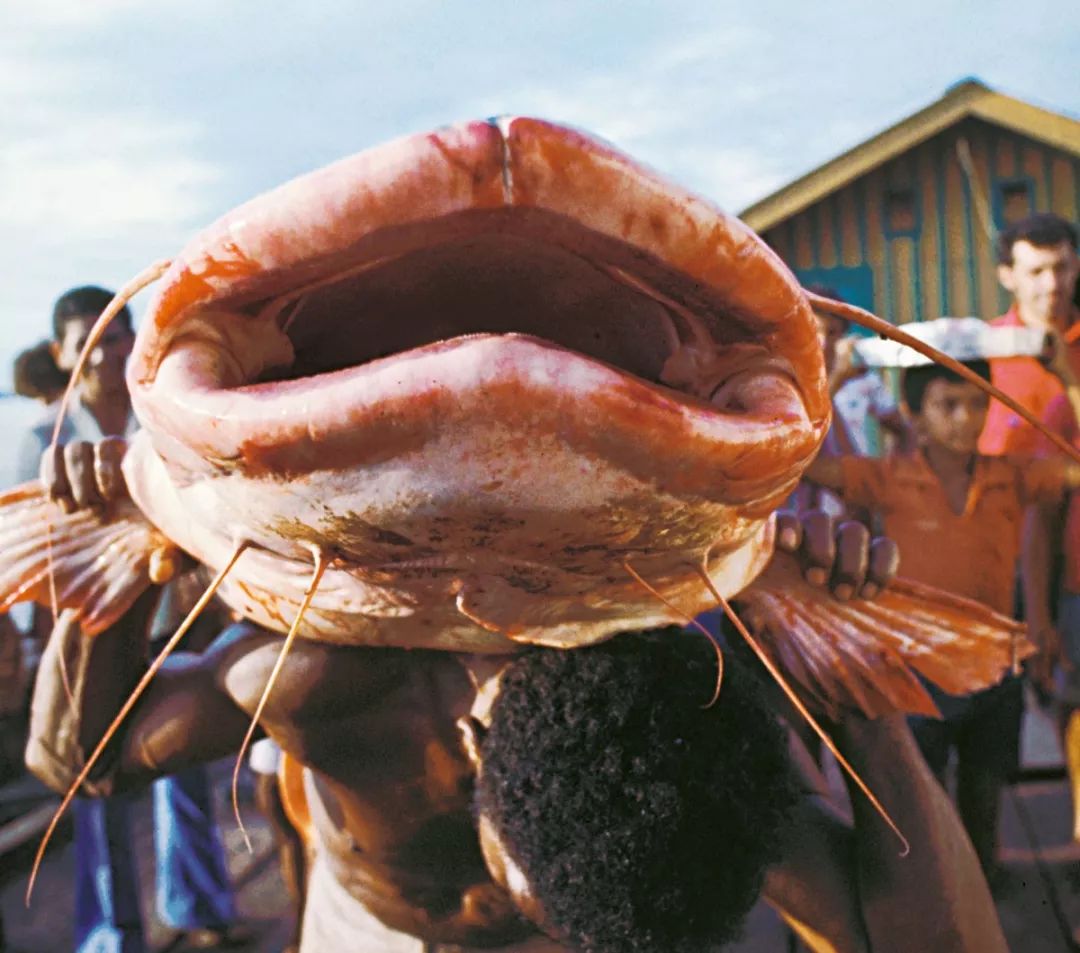 世界顶级淡水鱼大全,世界上顶级鱼类大全