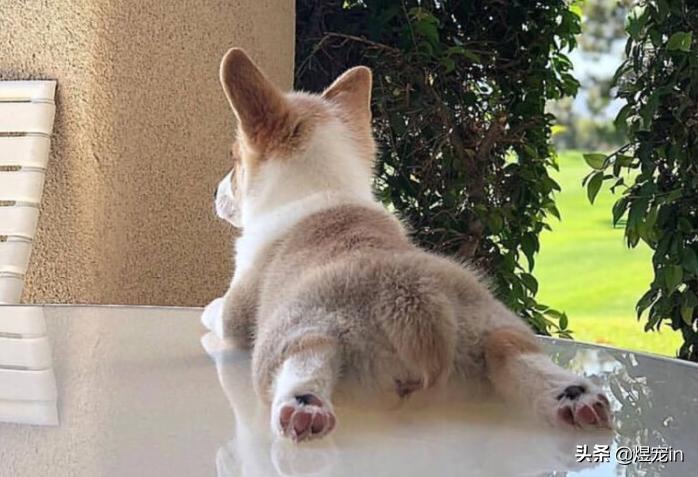 小区狗狗随处大小便怎么办,怎么让狗狗不随地大小便教程