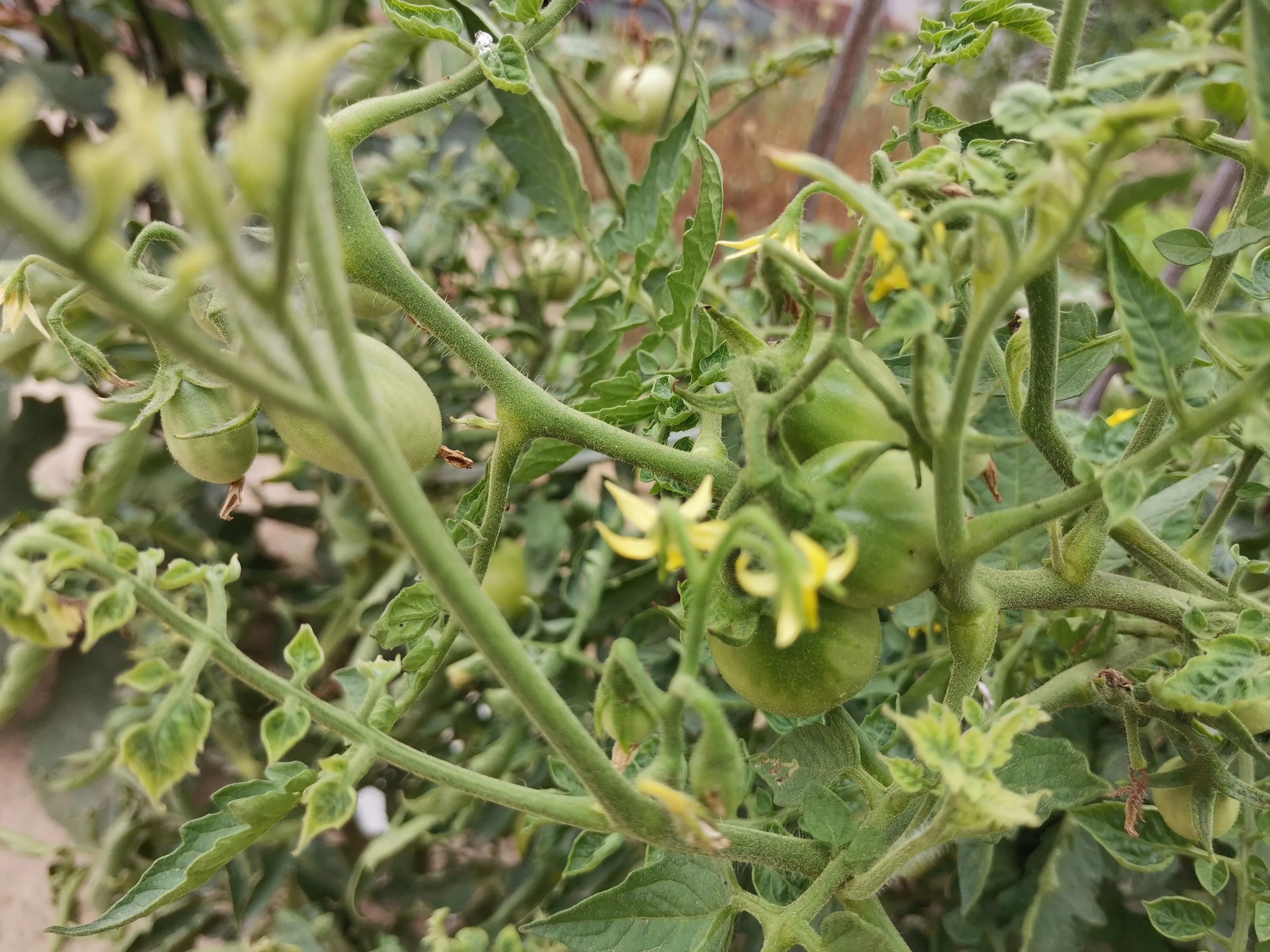 番茄叶片浓绿发暗无光泽怎么办,番茄叶片枯萎有黄色粉末