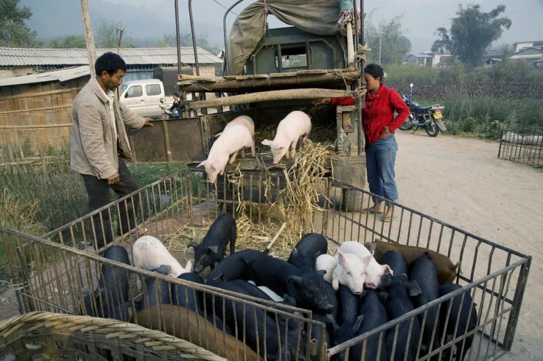 仔猪养殖2800元,一头仔猪800元