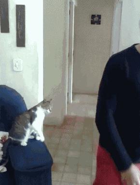 科学研究表明撸猫好处多多,撸猫已经成为了一种“病”