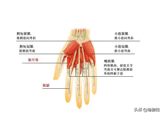 瑜伽练习中手腕痛应该这样处理