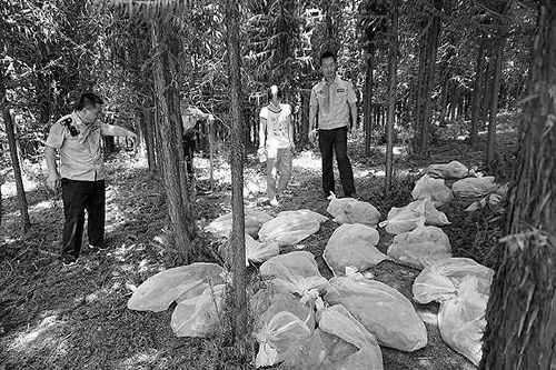 野猪12分钟横跨长江,长达600斤的野猪