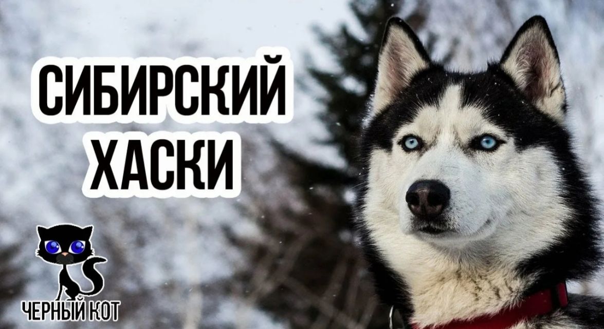 俄罗斯名犬中亚牧羊犬,俄罗斯纯种西伯利亚雪橇犬