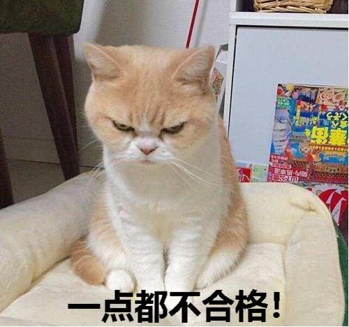 猫咪乱尿怎么除臭,猫咪往床上尿尿了买什么除臭