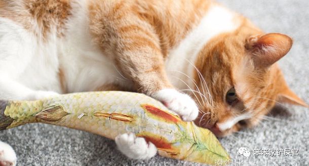 猫咪喜欢吃垃圾吃纸巾,猫咪异食癖撕咬纸箱