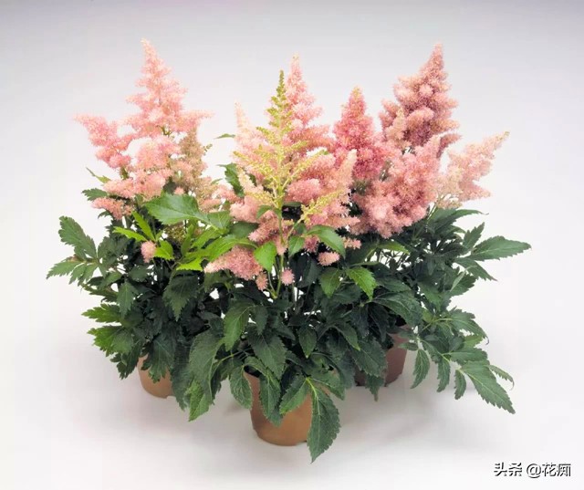 网红黑紫色叶子盆栽,落新妇银星盆栽