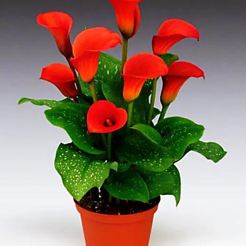 马蹄莲品种及图片欣赏大全,马蹄莲有几种品种图片