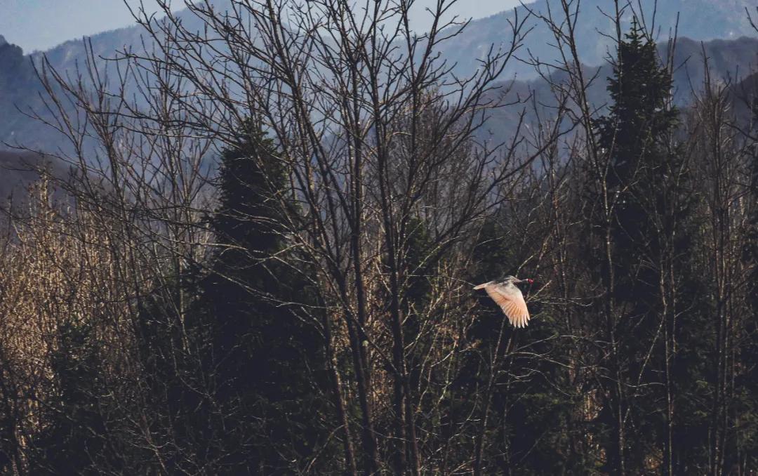 最新款领克01驾驶体验,领克01探界者怎么选