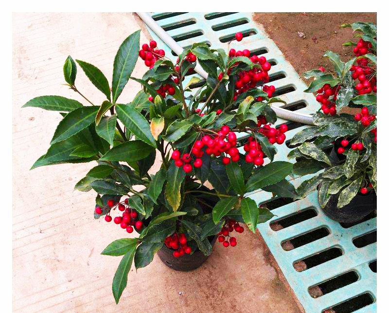 盆栽黄金万两的方法,黄金万两盆栽怎么才能结果