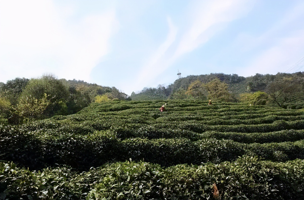 都匀毛尖明前茶还是谷雨茶好,明前茶雨前茶谷雨茶哪个最好