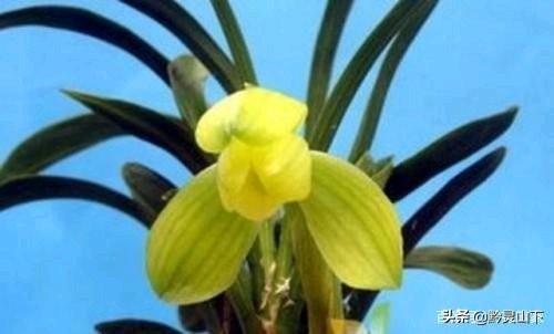 贵州春兰最好的名品兰花,贵州21年兰展精品兰花