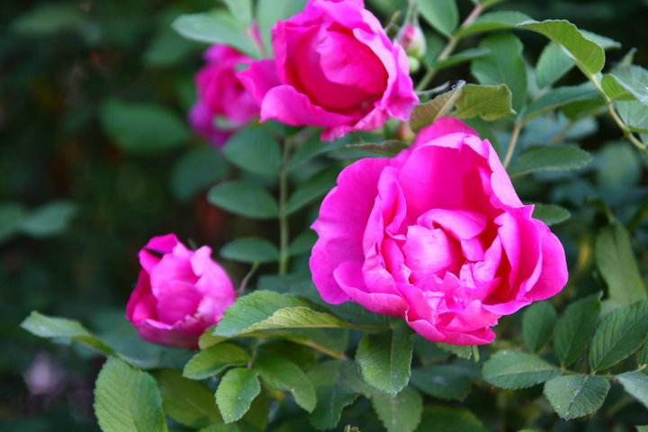 中考关联词语有哪些大全,中考词语搭配专项训练及解析