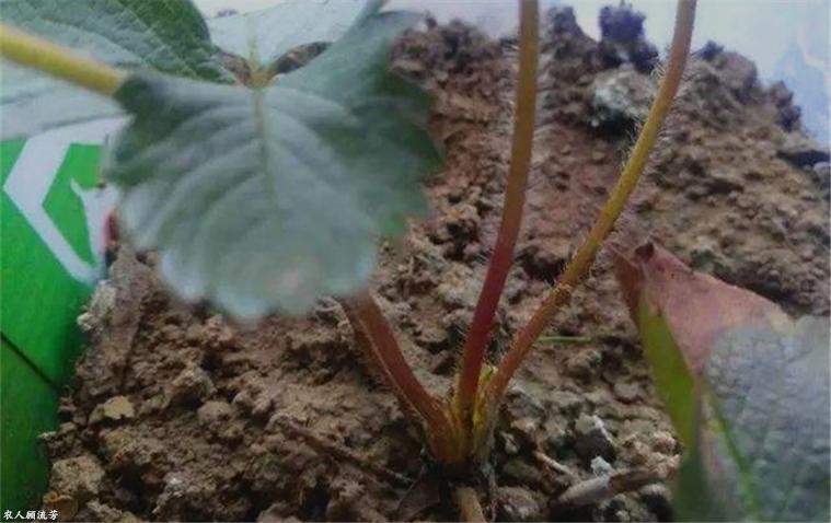草莓容易长毛的原因,草莓茎杆发红是什么病害