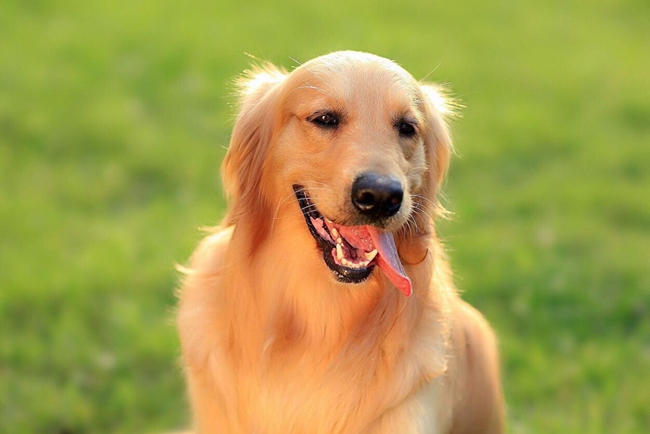 金毛脚发黑正常吗怎么回事,金毛肚子发紫发黑