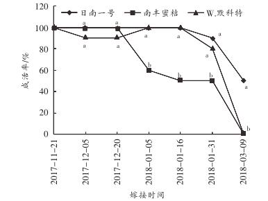 柑橘嫁接成活接穗处理,嫁接柑橘的接穗如何选择视频