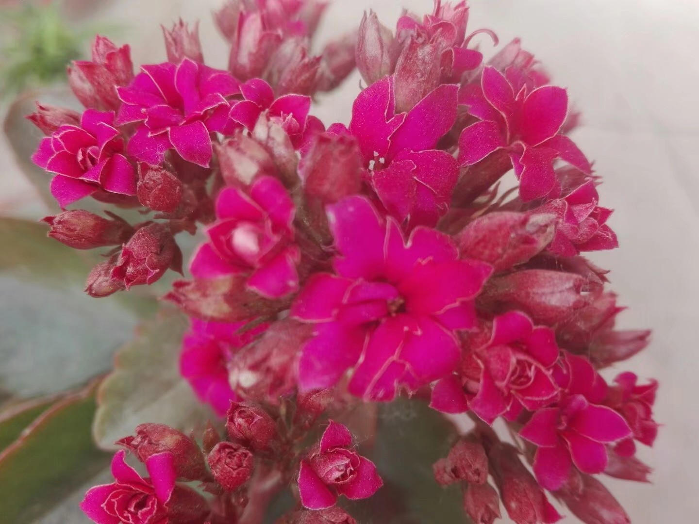 长寿花顶芽被虫吃,长寿花叶片被虫吃空了怎么办