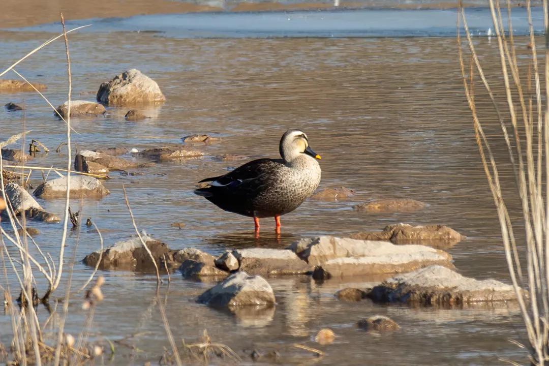 涂上黄色的“润唇膏”,TA就是野鸭中最靓的仔
