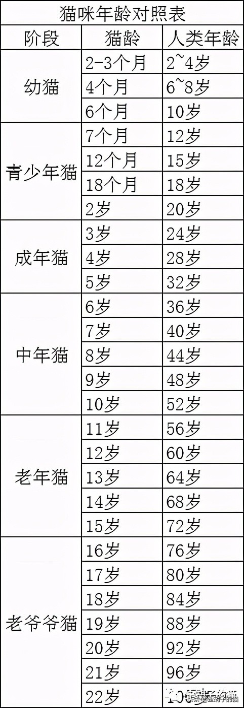如何看出猫咪年龄有多大,如何判断猫咪的年龄