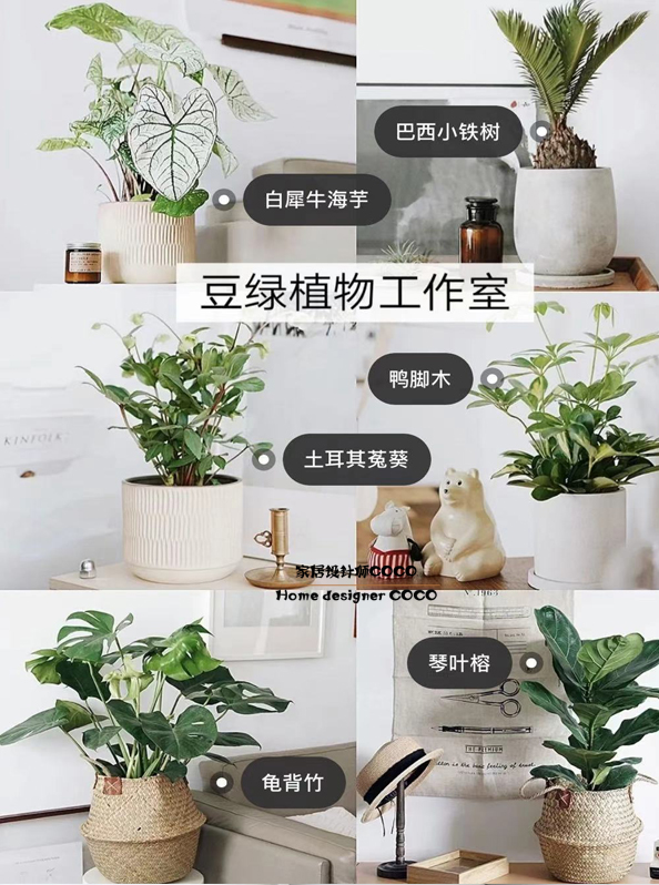 极简风格绿植店铺推荐 (室内店铺适合养的植物有香味)
