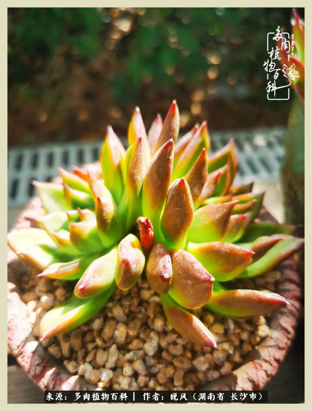 摇身一变成了奶爸,摇身一变成为打工人