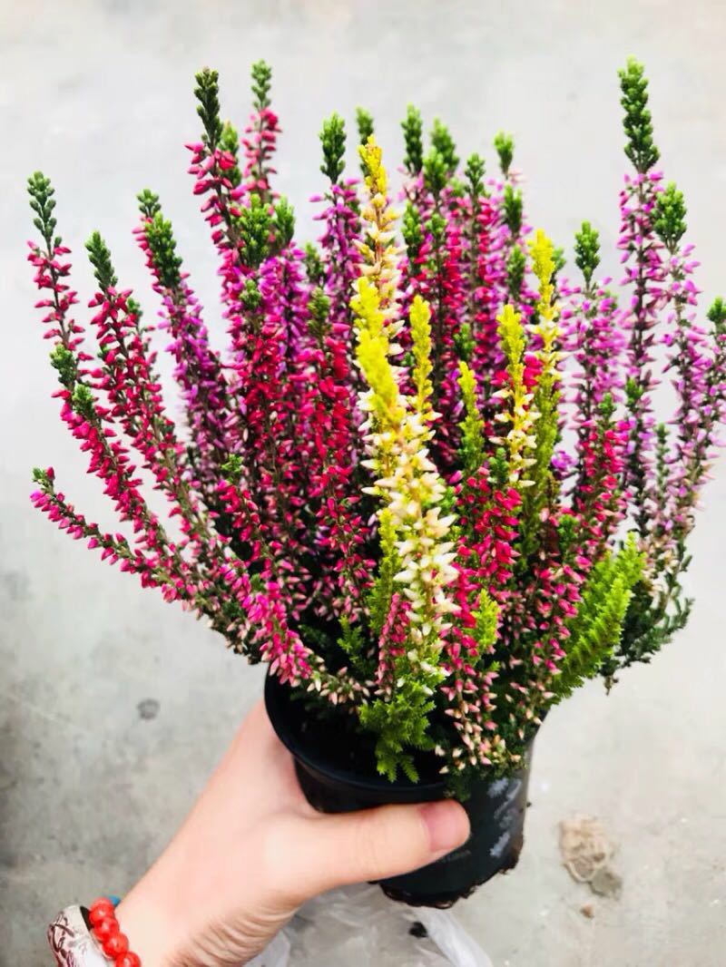 刷屏级花草，我也就拿着手机看了一下午而已！