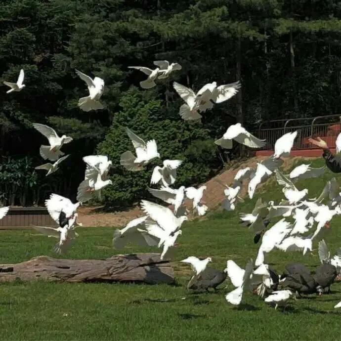 宇航员动态壁纸高清全屏120帧竖屏,太空壁纸高清4k宇航员火箭卡通