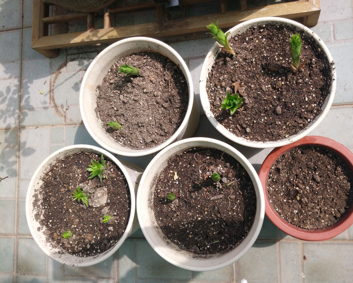 百合花开花后怎样养殖,百合花开后的养殖方法和注意事项