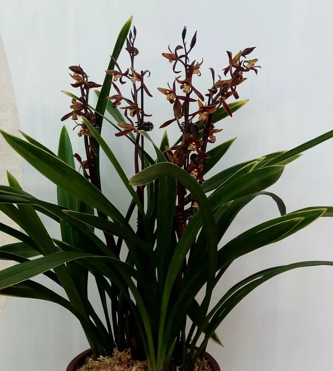 哪种兰花最好养四季开花又很香,春节养什么兰花最香好看