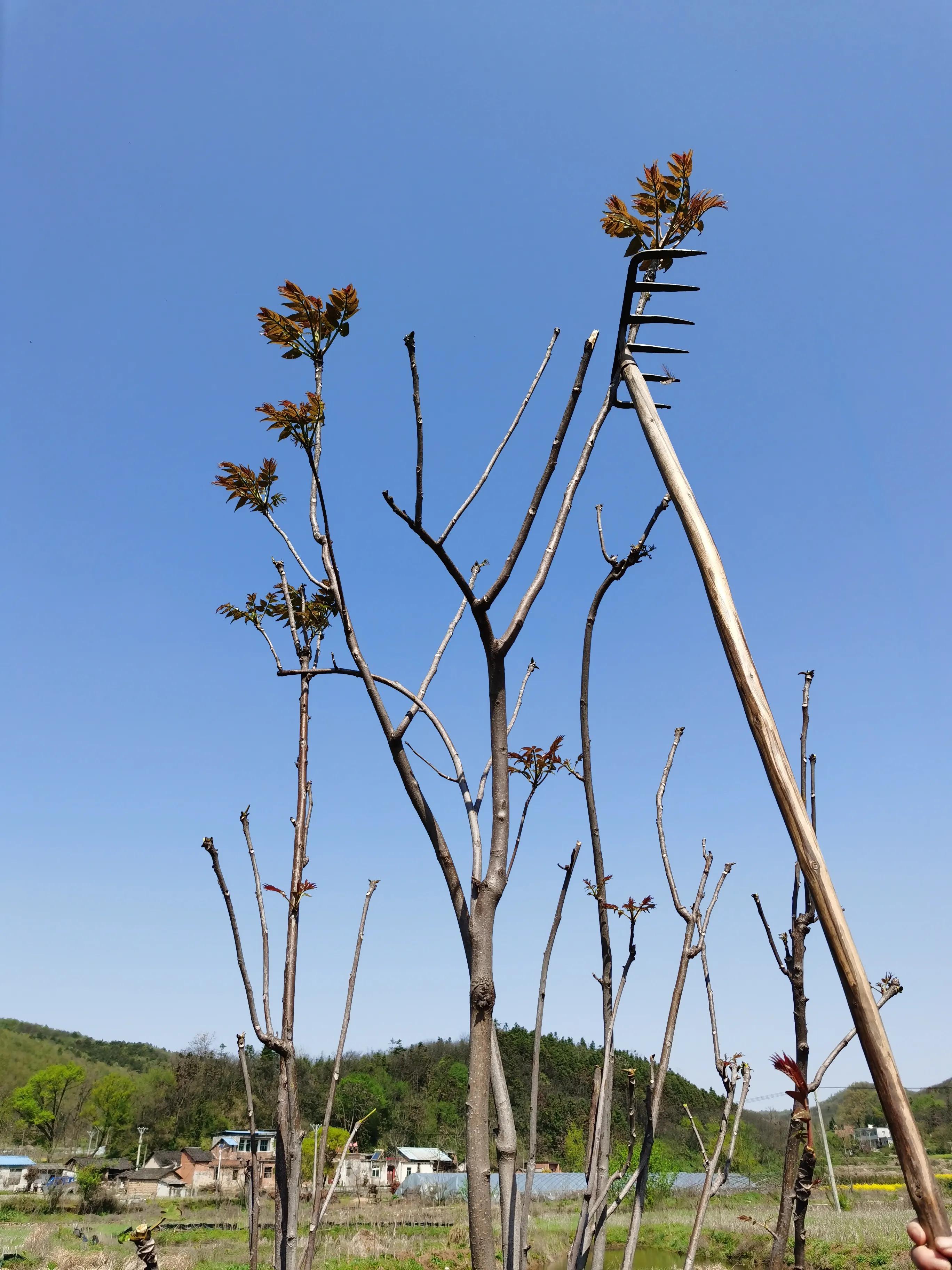 第一次租车感受,第一次租车有什么需要注意的吗
