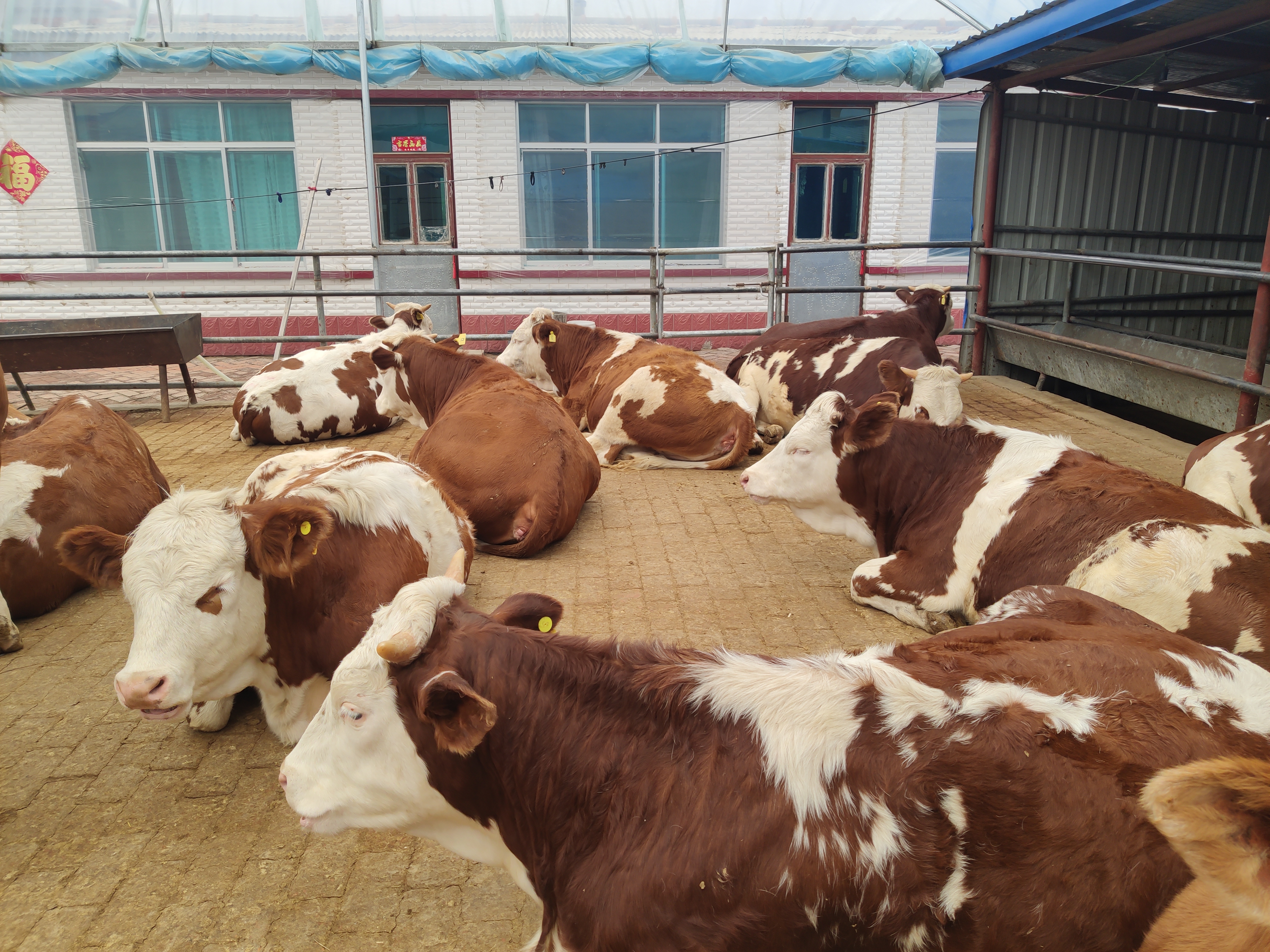 夏天牛热应激视频,牛热应激综合征怎么处理