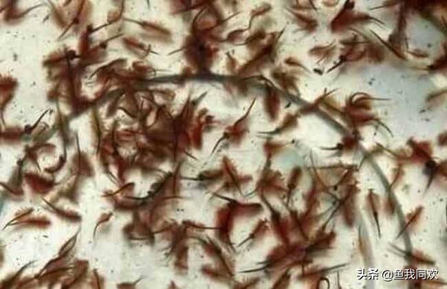 孔雀鱼的鱼缸能养鱼吗,新手孔雀鱼养鱼小技巧