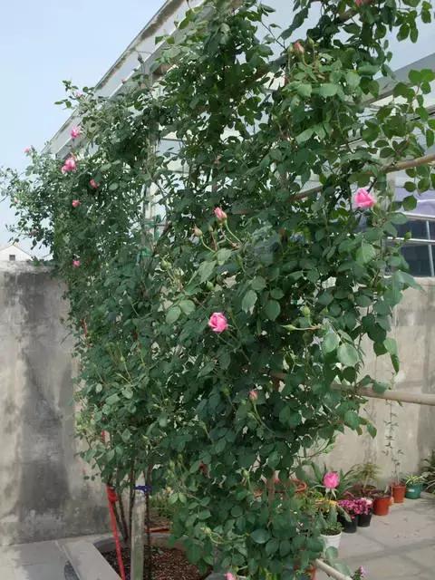 藤本月季秋季怎么修剪才会花墙,最丰花多季开花的藤本月季