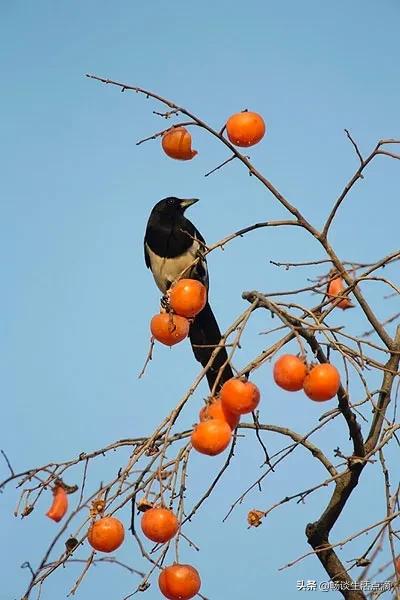 两鸟进家门寓意着什么,哪种鸟吉祥哪种鸟不吉祥