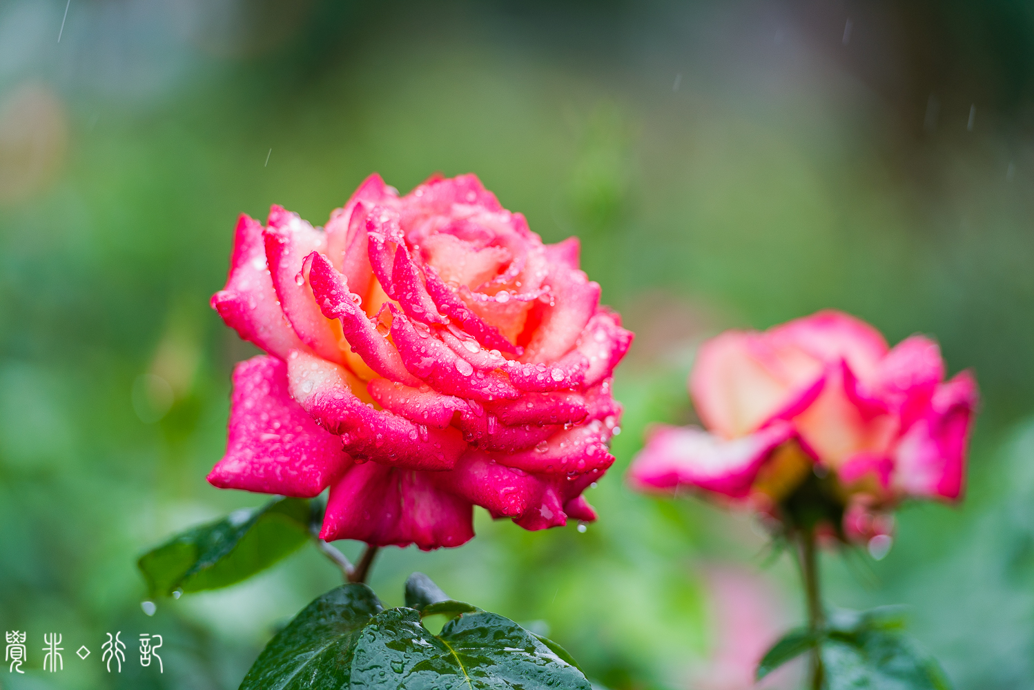 月季花中国特有品种,从中国运到欧洲的四种月季